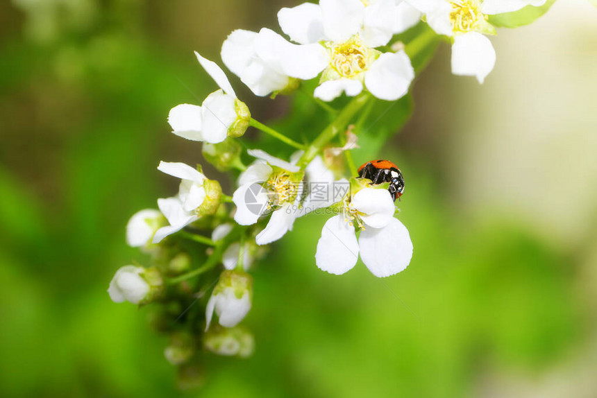 盛开的鸟樱桃特写一只瓢虫正坐在其中一朵花上详细的宏观照片美丽的白色花朵明信片的好形象春天夏天图片