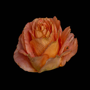 带水滴的复古橙粉色玫瑰花图片