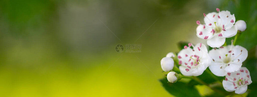 绿色背景的哈霍恩之春白花图片