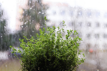 在雨天在窗台上生长的花盆里种植绿色百草枯植物图片