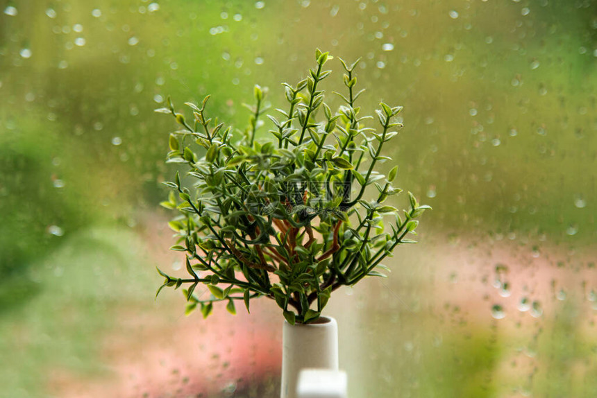 装饰室内植物以窗户为背景图片