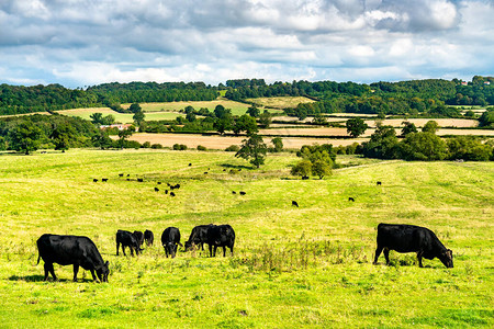 一群牛在英国的牧场吃草图片