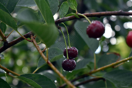 樱桃浆果上的雨滴图片