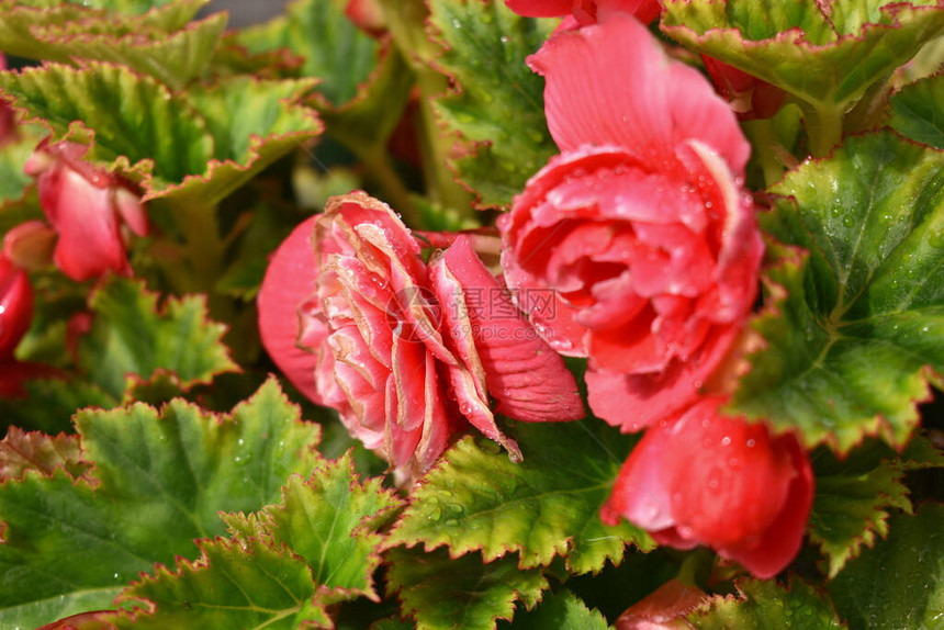 鲜红的玫瑰花瓣上的露珠图片