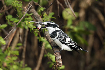斑翠鸟Cerylerudis坐在带刺的槐树枝上黑白相间的河翠图片