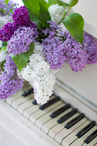 白色的钢琴花束朵在Syringa粗俗地上有几种颜色图片