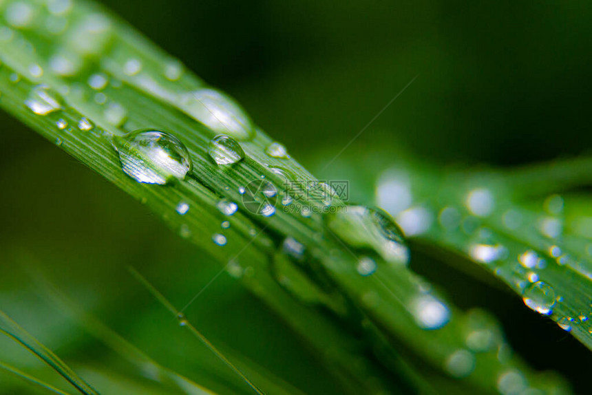 绿叶与水滴微距拍摄图片