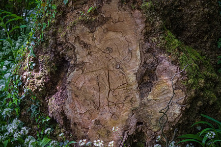 一棵倒下的木棉树的老树干图片