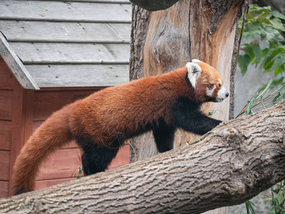 红熊猫火狐或是小熊猫阿柳背景图片