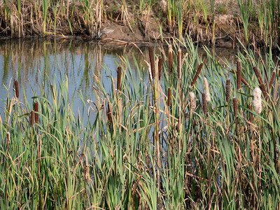 三只野鸭坐在芦苇丛中的湖面上图片