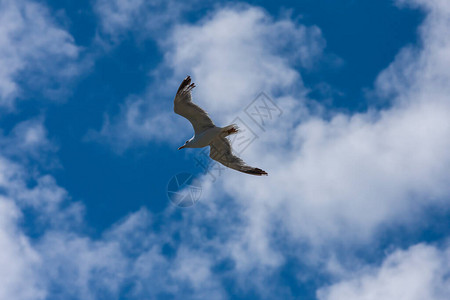 海鸥在蓝天白云中飞翔图片