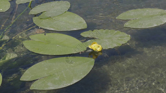 白百合花在水中湖上有绿叶图片
