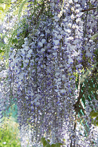 关闭一些紫维斯特利亚花朵图片