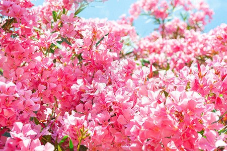 蓝色天空的粉红色花朵图片
