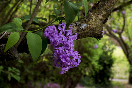 丁香普通丁香花园中橄榄科木犀背景图片