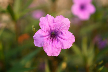 美丽的紫色布列顿的野生小或绿色叶子上的墨西哥蓝高清图片