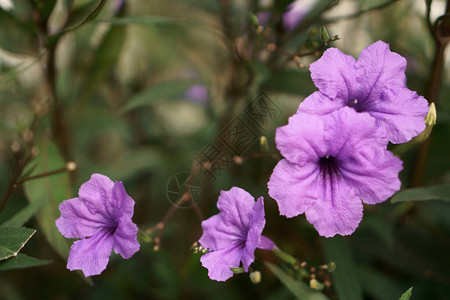 布列顿野生花朵或绿色叶子上墨西哥蓝铃的美丽紫色花高清图片