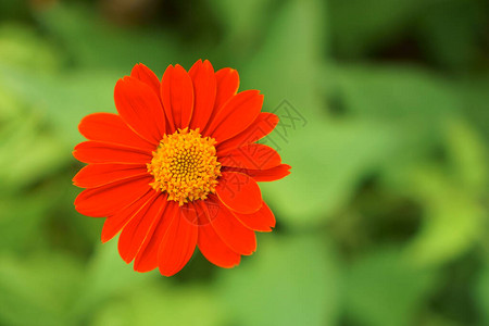 墨西哥向日葵是菊科的一种开花植物图片