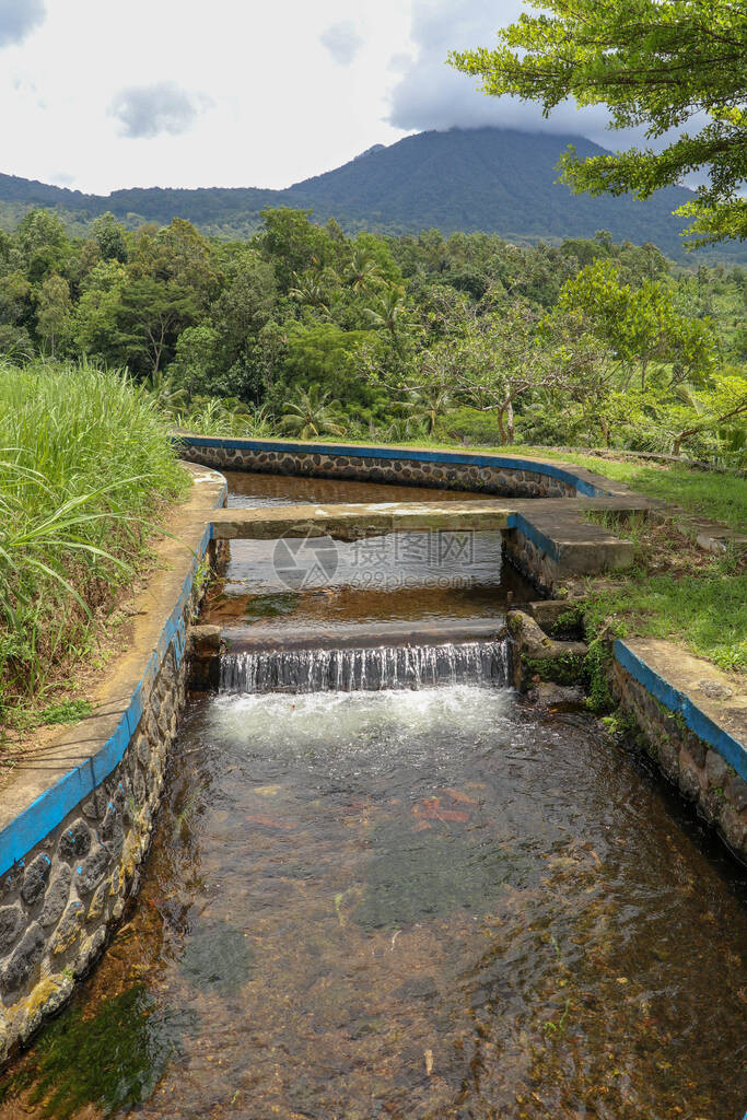 郁葱的绿色巴厘岛稻田灌溉称为subak图片
