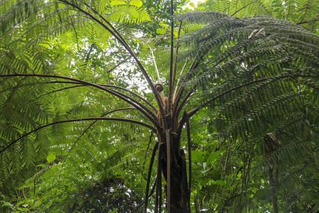 热带树冠图片