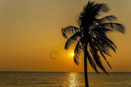 海边椰子树的剪影和日落是背景图片