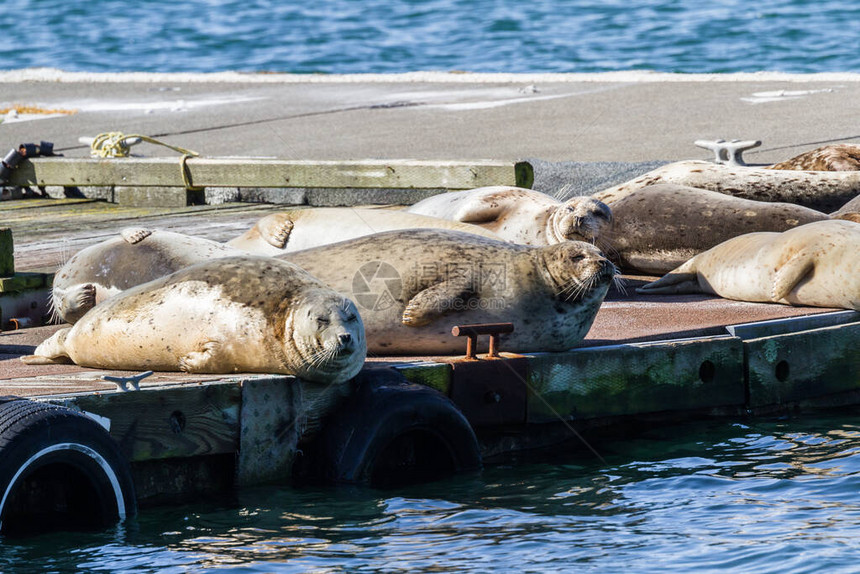 一群快乐的无耳海豹在金海滩港码头的码头上享受图片