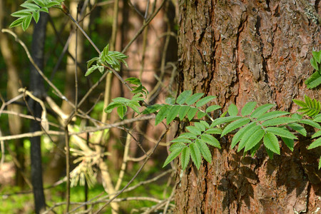 春天森林中的天然小绿蕨图片