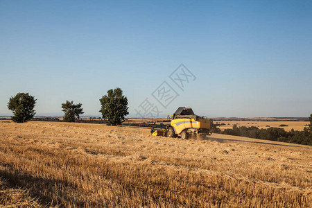 日落时收获小麦农场的黄收图片