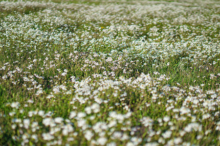 春天的大草地上盛开着美丽的花朵阳光下的四月花大自然中的股图片
