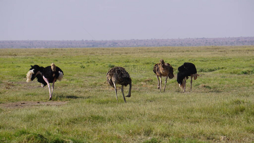 在非洲肯尼亚Amboseli公园草原上自图片