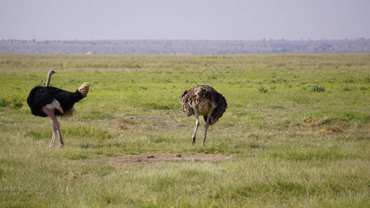 非洲肯尼亚Amboseli国图片
