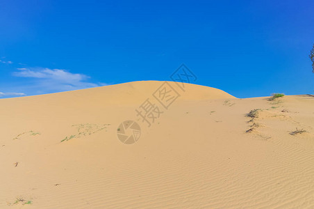 越南潘朗南强阳光蓝云天空下沙丘上的树和草自然沙图片