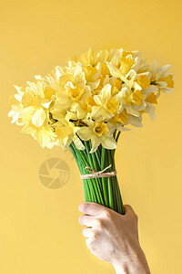 黄色背景和男手拿着一束黄色的水仙花问候和图片