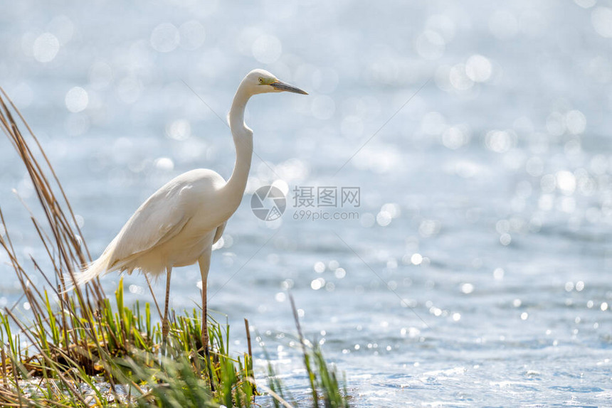 大艾格瑞特的白海绵站在湖边水鸟图片