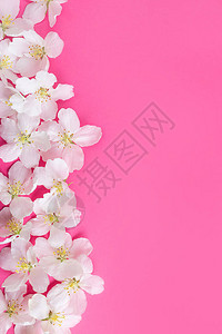 明亮的粉红色背景上的白色花朵春天夏天开花节日庆祝的概念横幅明信片的图图片