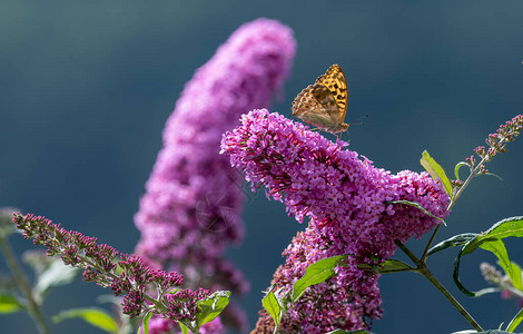 一只鹌鹑小麦贝母蝴蝶的室外夏春色宏坐在紫丁香花上高清图片