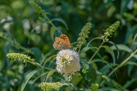 一只鹌鹑小麦贝母蝴蝶的户外夏春色宏坐在白丁香花上图片