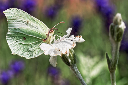 一只孤立的绿色硫磺蝴蝶坐在白花上喝花蜜的户外彩色肖像图片