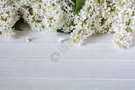 白色木桌上的白色丁香花图片