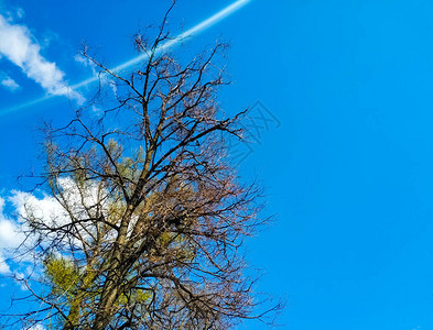 青叶树枝在蓝天的背景上阳光明媚图片