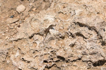 太阳下一只很小的蜥蜴岩石上有蜥蜴塞浦图片