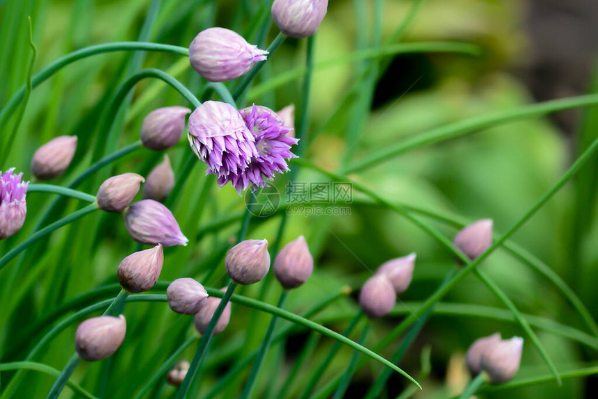 美丽的紫罗兰花野生洋葱花图片