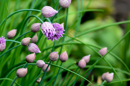 美丽的紫罗兰花野生洋葱花图片
