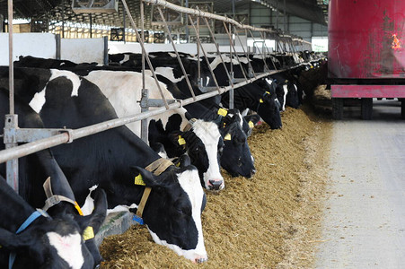 养殖和畜牧业概念奶制品农场牛群中图片
