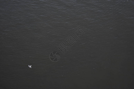 海鸥飞过水面图片