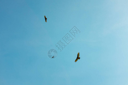 土耳其秃鹫Cathartesaura在拉巴斯玻利图片
