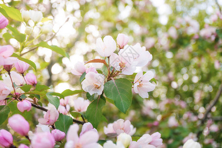 苹果树的白色粉红色花朵在树枝上绽放特写春天夏天开花假期的概念横幅图片
