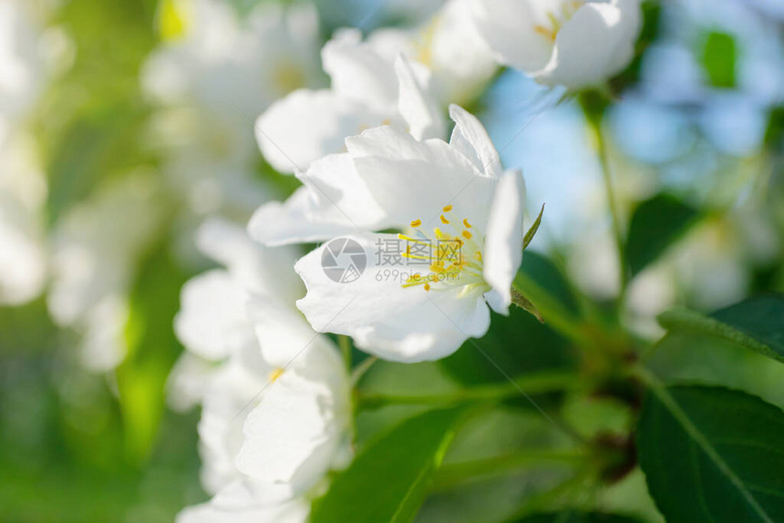 苹果树的白色花朵在树枝上绽放特写春天夏天开花假期的概念横幅图片
