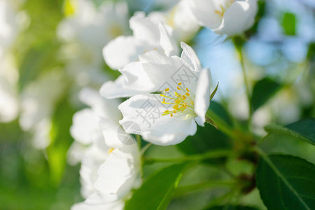 苹果树的白色花朵在树枝上绽放特写春天夏天开花假期的概念横幅图片