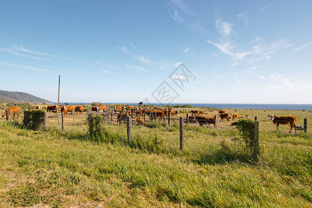 牧牛群在田野放牧加利福图片